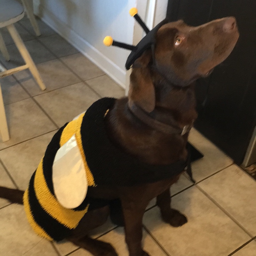 Extra large bumblebee dog costume